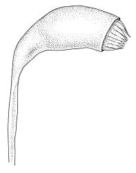 Leptodictyum riparium, capsule. Drawn from B.H. Macmillan 87/40, CHR 414222.
 Image: R.C. Wagstaff © Landcare Research 2014 